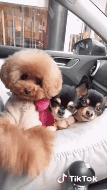 Pet Cute GIF - Pet Cute Dogs GIFs
