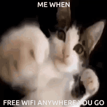 Cat Punch GIF - Cat Punch Me When Free Wifi Anywhere You Go GIFs