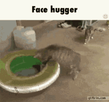 Cat Funny GIF - Cat Funny Face Hugger GIFs