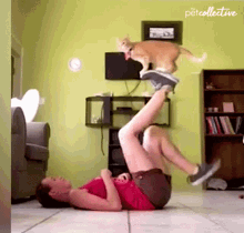 Workout The Pet Collective GIF - Workout The Pet Collective Walking GIFs