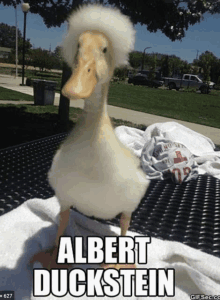 Albert Duckstein GIF - Albert Duckstein Duck GIFs