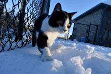 a black and white cat is walking in the snow
