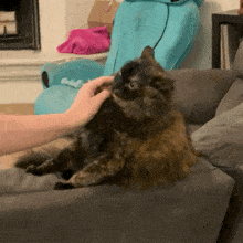 a cat laying on a couch being petted by a person