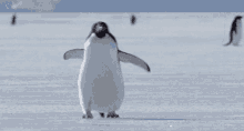 snow penguin walking walk cute