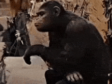 a chimpanzee is sitting on a rock in a zoo enclosure and looking at the camera .