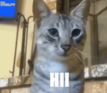 Hii Cat GIF - Hii Cat Pet GIFs