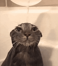 Cat Underwater GIF