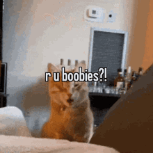 Cat Cat Pog GIF - Cat Cat Pog Boobies GIFs