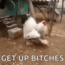 a chicken is walking in the dirt with the words `` get up bitches '' written next to it .