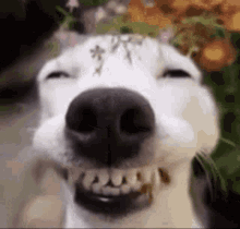 Byuntear Cachorro GIF - Byuntear Cachorro Sorrindo GIFs
