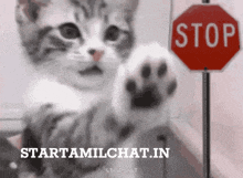 a cat reaching out towards a stop sign