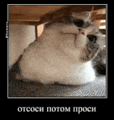 Komaru Cat GIF - Komaru Cat кот GIFs