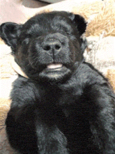 a close up of a black dog laying down with its mouth open