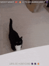 Uni Cat Agro GIF - Uni Cat Cat Agro GIFs