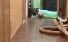 ferret slide run cute pet