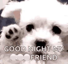 Good Night Best Friend GIF - Good Night Best Friend Fluffy GIFs