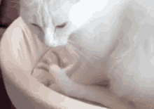 Cat Kneading  GIF - Cat Tired Funny Cat GIFs