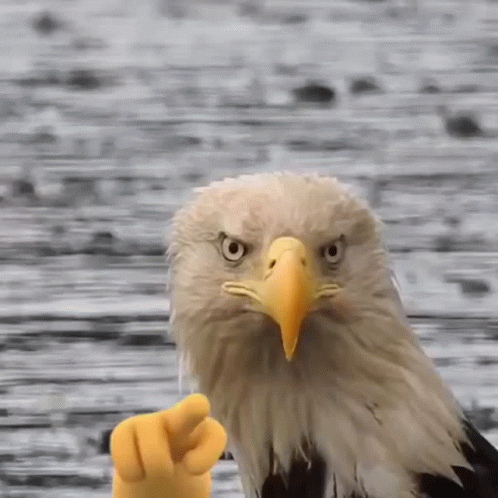 America Watching You GIF - America Watching You Eagle GIFs