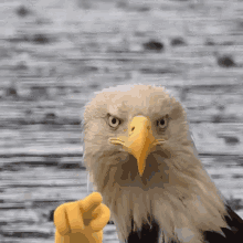 America Watching You GIF - America Watching You Eagle GIFs