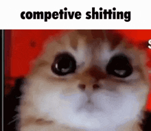 Competitive Cat GIF - Competitive Cat Pooping GIFs