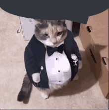 Cat GIF - Cat GIFs