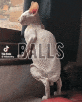 a hairless cat is standing on its hind legs in front of a window with the word balls written on it