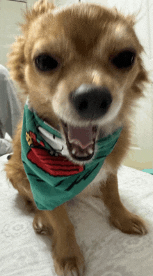 a small brown dog wearing a green bandana with a christmas tree on it