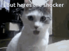 Cat Shocked GIF - Cat Shocked GIFs
