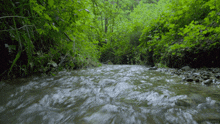 Stream Water GIF - Stream Water Forest GIFs