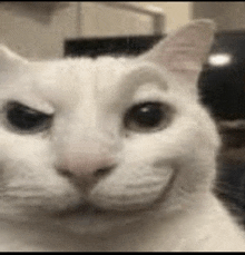 a close up of a white cat 's face with a smiling face .