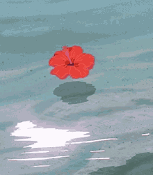 Hibiscus Aesthetically GIF - Hibiscus Aesthetically Water GIFs