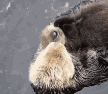 Cute Animals GIF - Cute Animals Cuddle - Discover & Share GIFs