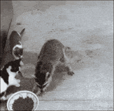 a black and white photo of a raccoon and two cats eating food from a bowl