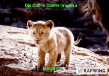 lion cub is coming in