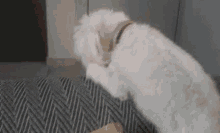 a white dog is sitting on a couch with its head on a pillow .
