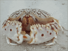 Crab Box Crab GIF - Crab Box Crab GIFs