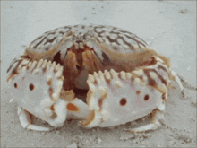 a close up of a crab 's shell on the beach