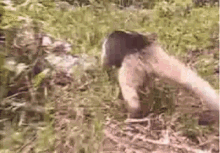 Anteater Stop Following Me Bro GIF - Anteater Stop Following Me Bro Wild Animals GIFs