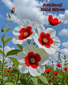 a bunch of red and white flowers with a blue sky in the background and the words " atripiosi kaao minval "