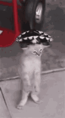 Cat Dancing GIF - Cat Dancing Mexican Cat GIFs
