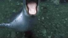 Leopard Seal Attack GIF - Leopard Seal Attack Attacking Camera GIFs