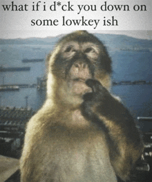 a picture of a monkey with a caption that says `` what if i dick you down on some lowkey ish '' .