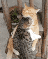 Yeojinburger Cats Hugging GIF - Yeojinburger Cats Hugging Cat Hug GIFs
