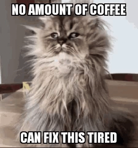 tired coffee cat