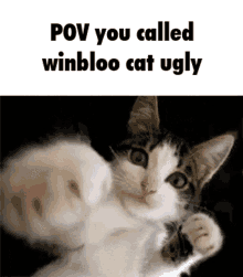 Winbloo Cat Ugly GIF - Winbloo Cat Ugly Pov GIFs