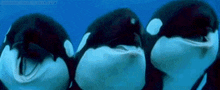 Orca Whale GIF - Orca Whale Dance GIFs