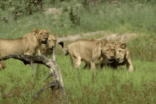 lion pride wild animals big cats lioness