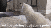 Join Vc I Will Be Joining Vc GIF - Join Vc I Will Be Joining Vc Cat GIFs
