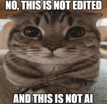 a cat with its arms crossed and a caption that says " no this is not edited and this is not ai "