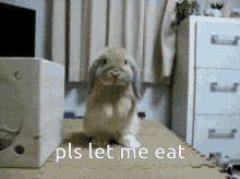 Please Beg GIF - Please Beg Please Let Me Eat GIFs